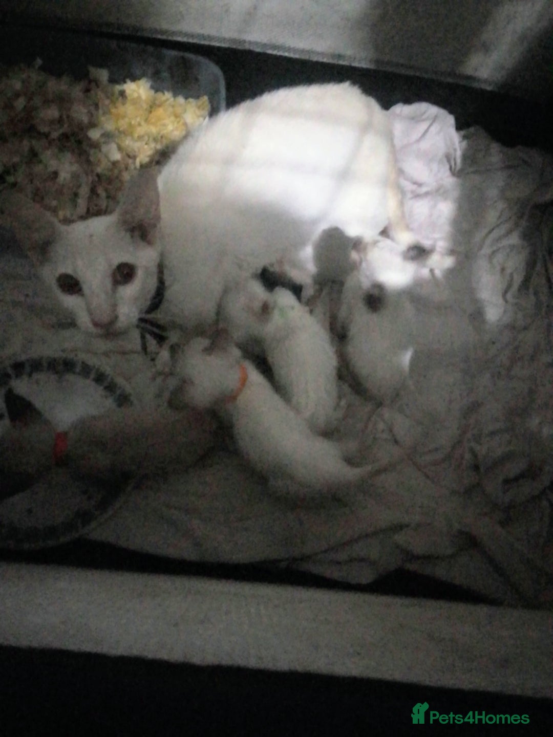 Siamese cats for sale: Siamese kittens - Advert 1