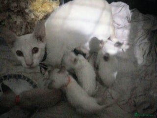 Siamese cats Siamese kittens - Advert 6