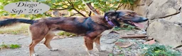 Mixed Breed dogs for adoption: Diego, 1-2 yrs old. Available for adoption. in Brixham - Advert 7