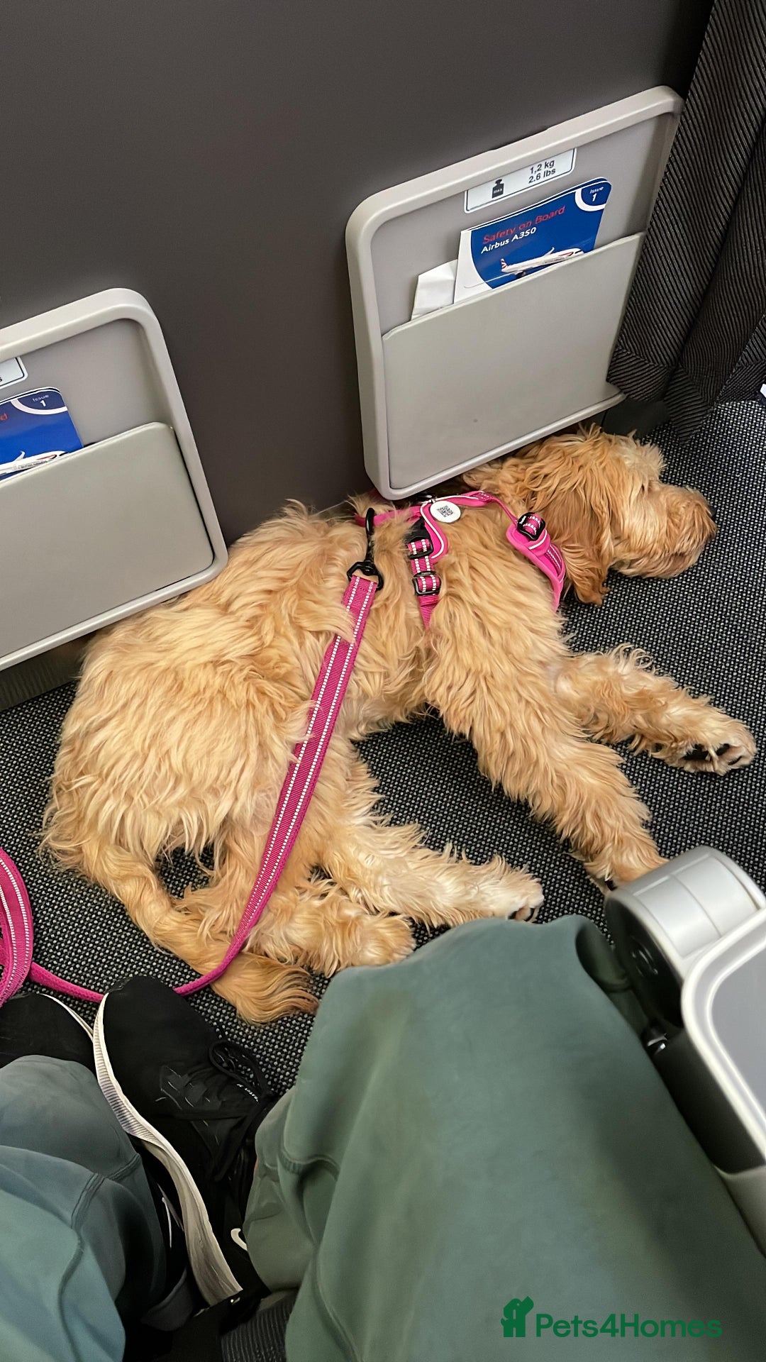 Mini Goldendoodle dogs for sale: F1 Mini's via Licensed Breeder & Police K9 Trainer - Advert 22