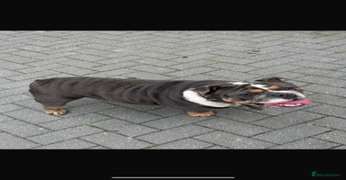 English Bulldog dogs - Advert 10