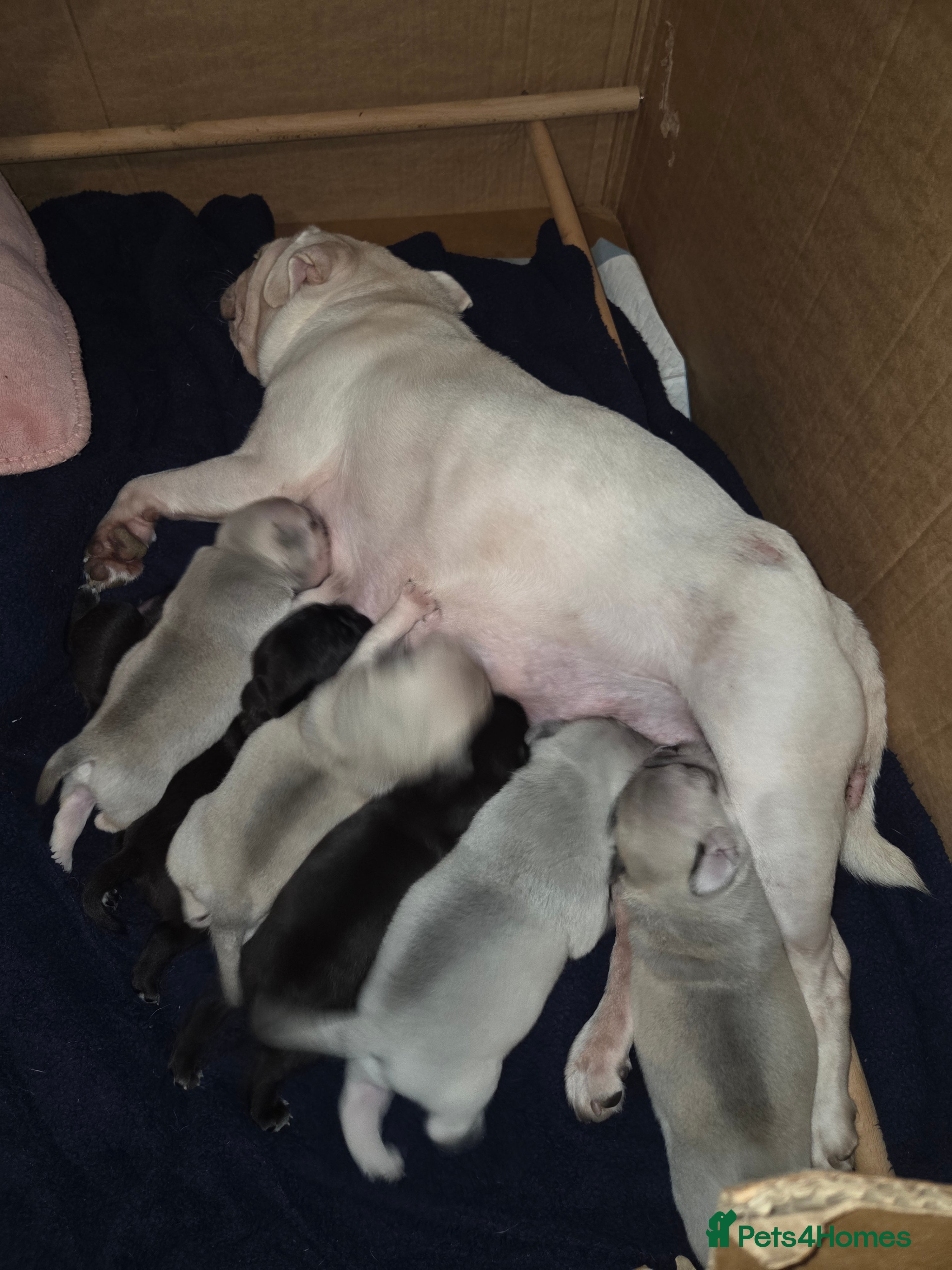 Pug dogs Stunning rare silver platinum panda purebreed pugs - Advert 1