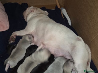 Pug dogs Stunning rare silver platinum panda purebreed pugs - Advert 2