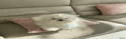 Maltese dogs for sale: Tiny Maltese Girl, ready now KC Reg - Advert 5