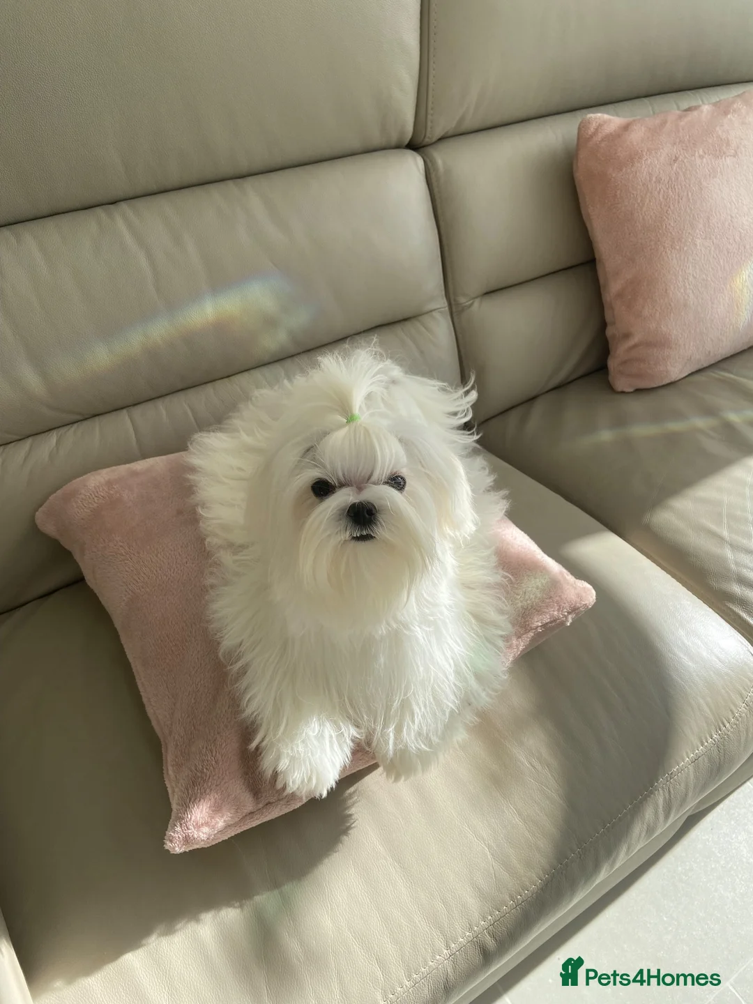 Maltese dogs for sale: Tiny Maltese Girl, ready now KC Reg - Advert 5