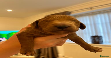 Goldendoodle dogs in Merthyr Tydfil - Advert 10