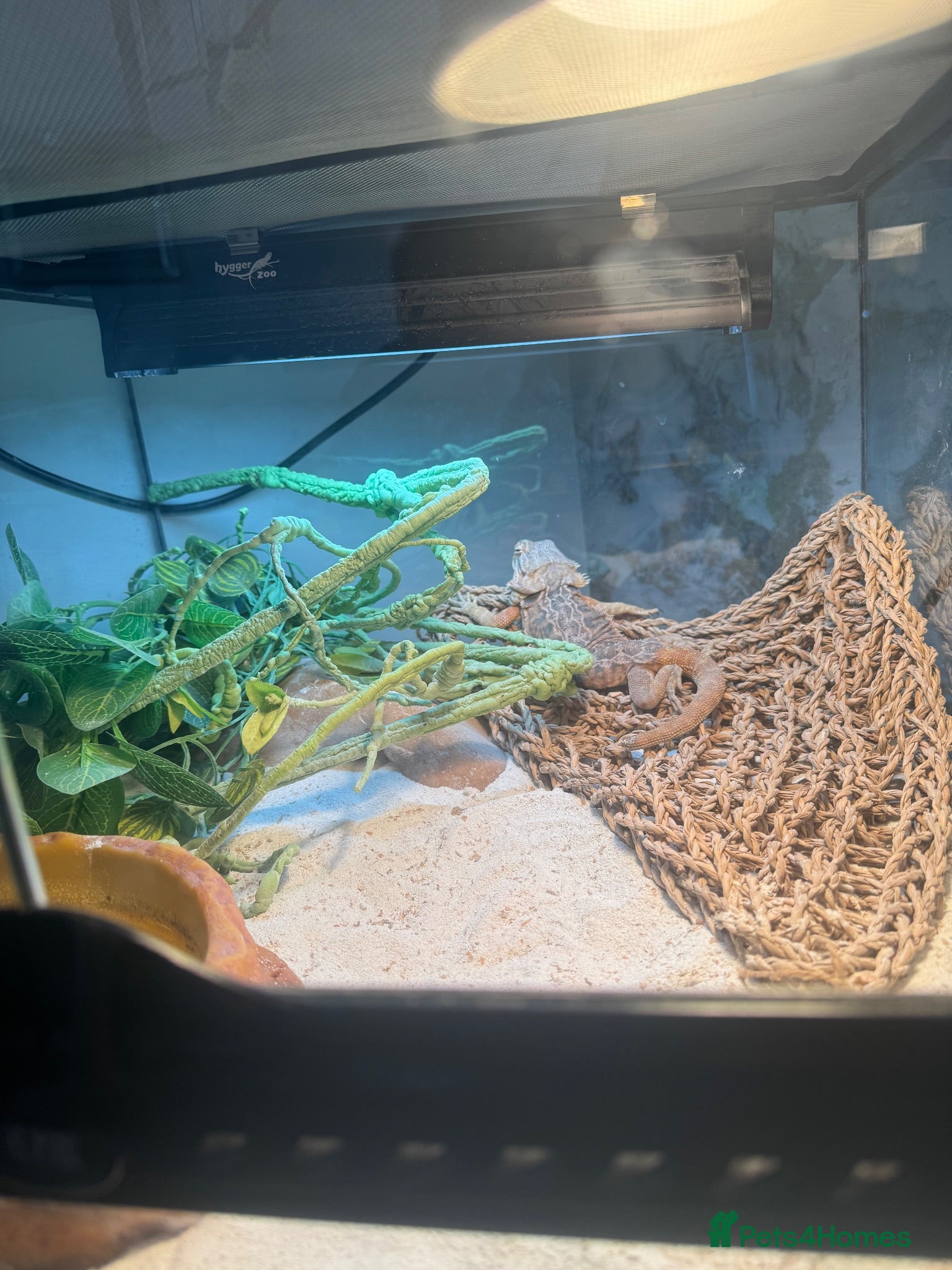 Bearded Dragon reptiles Bearded dragon male  - Advert 4