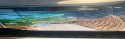 Bearded Dragon reptiles for sale: Bearded dragon male  - Advert 1