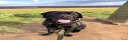 Mixed Breed dogs for sale: Bonnie - Advert 8