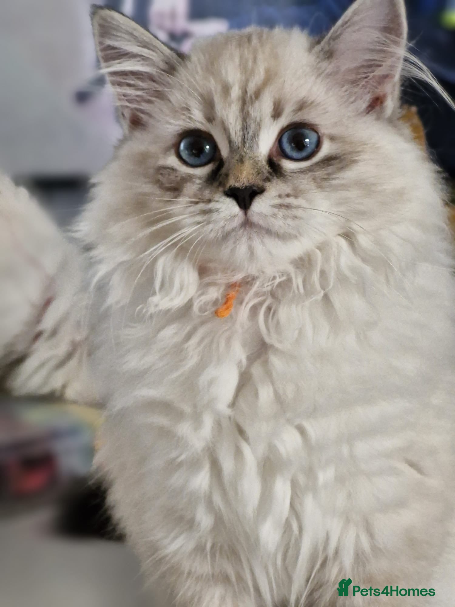 Siberian cats 💎Championship Line - Last Available Kitten💎 - Advert 4