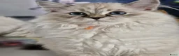 Siberian cats for sale: 💎Championship Line - Last Available Kitten💎 - Advert 1