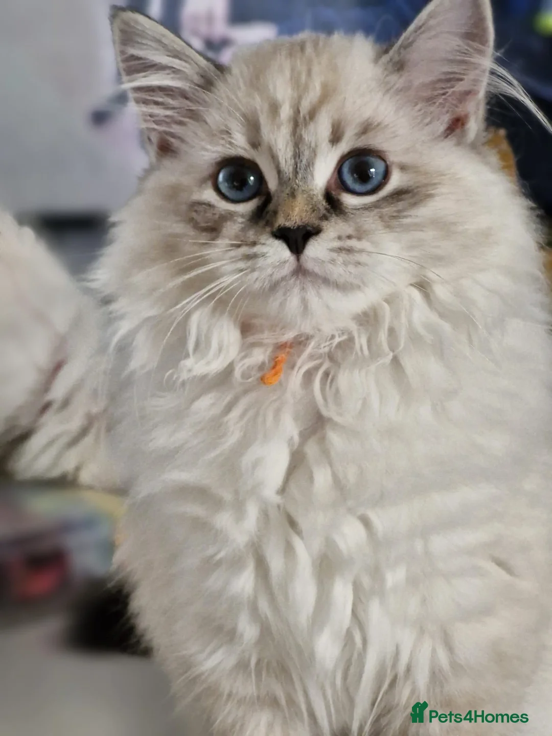 Siberian cats for sale: 💎Championship Line - Last Available Kitten💎 - Advert 1