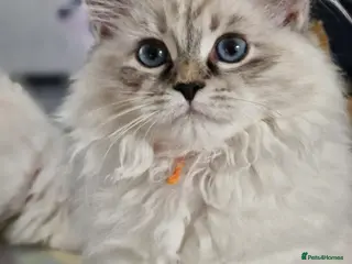 Siberian cats 💎Championship Line - Last Available Kitten💎 - Advert 2