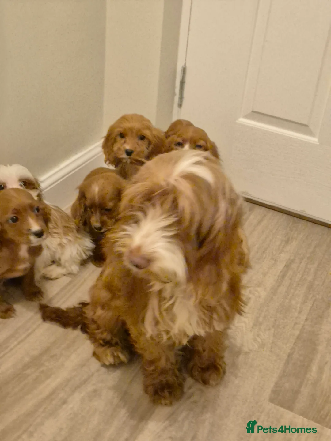 Cavapoo dogs for sale: Cavapoo - Advert 1