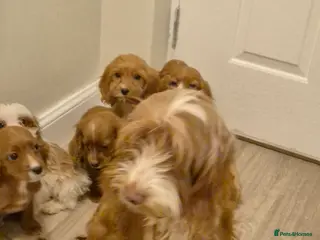 Cavapoo dogs Cavapoo - Advert 2