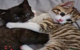 Mixed Breed cats for sale: 2 Beautiful little Boy kittens tabby & black white - Image 1