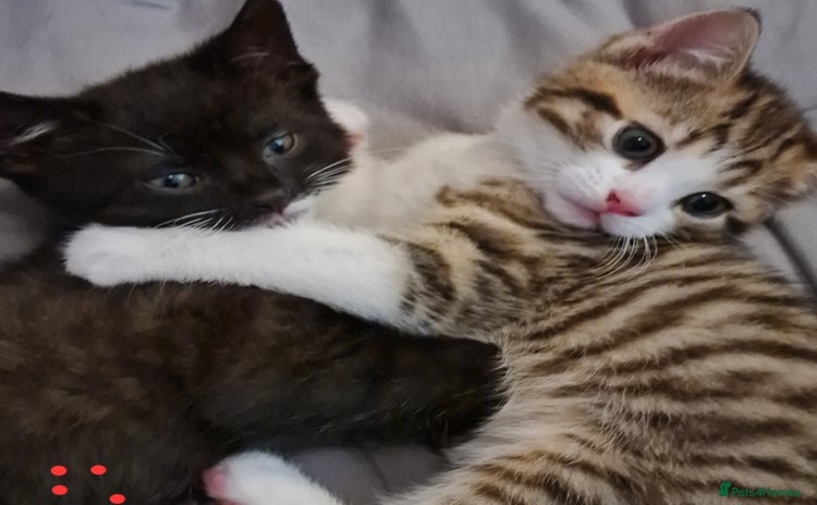 Mixed Breed cats - Advert 2