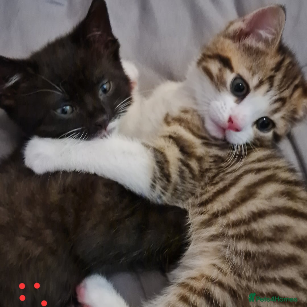 Mixed Breed cats for sale: 2 Beautiful little Boy kittens tabby & black white - Image 1