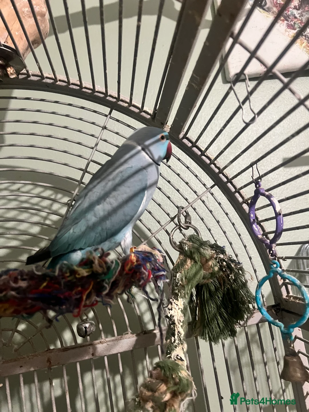 Ringnecks birds for sale: Bonded pair Indian Ringneck - Advert 7