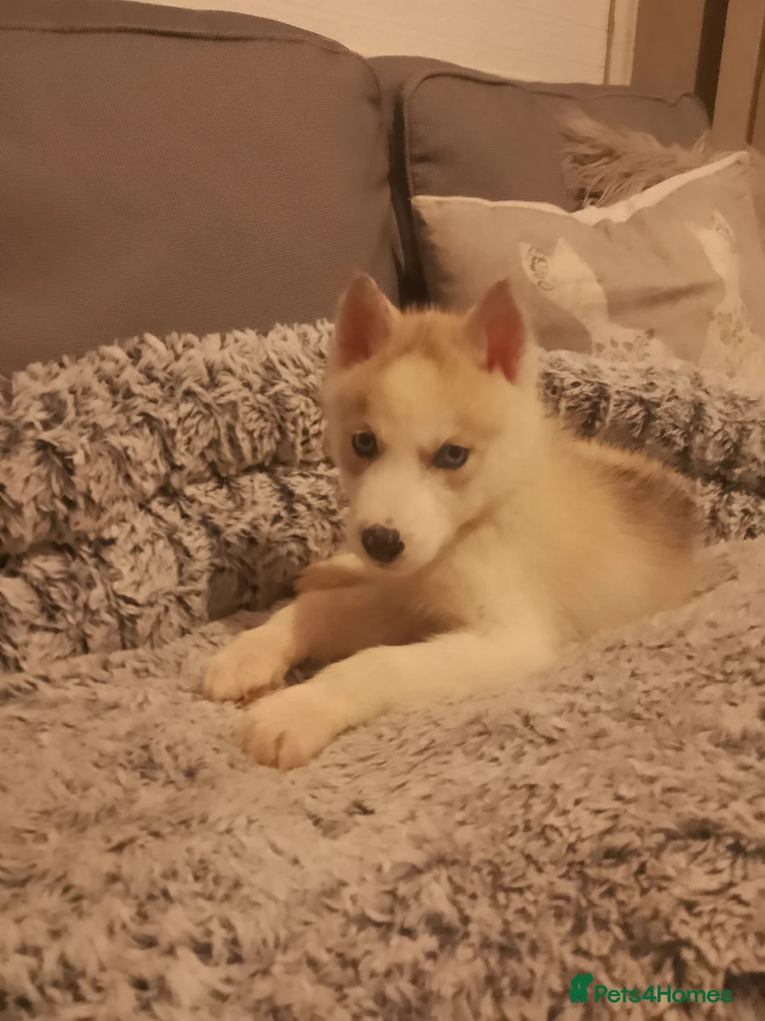 Siberian Husky dogs for sale: Stunning Blue-Eyed Siberian Husky Puppies - Advert 11