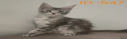 Maine Coon cats for sale: Maine Coon Kittens - Advert 10