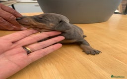 Dachshund dogs for sale: Miniature dachshunds  - Image 16