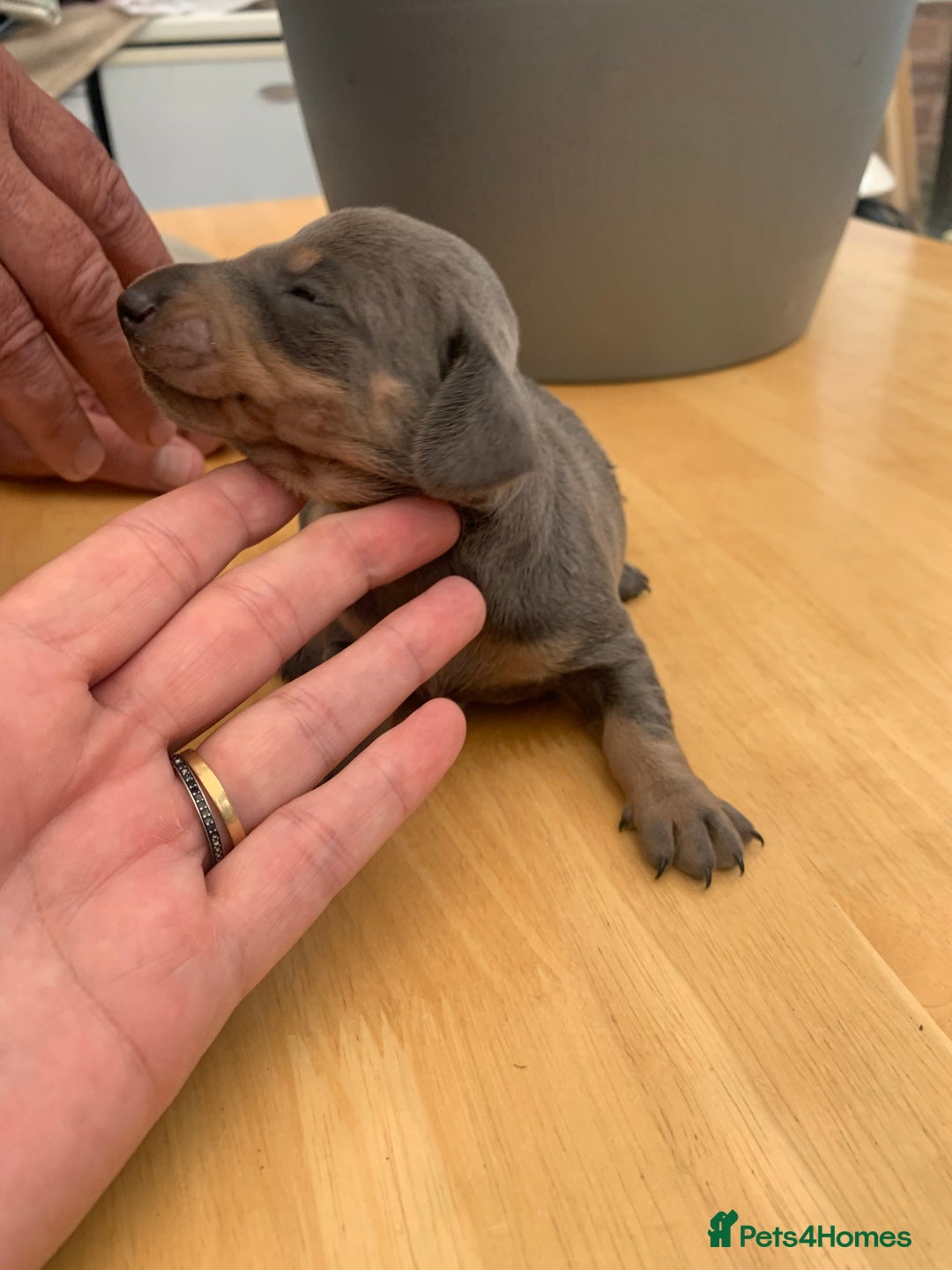 Dachshund dogs for sale: Miniature dachshunds  - Image 16