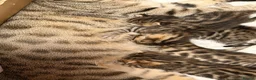 Bengal cats for sale: Beautiful bengal kittens 🐾🐾🐾 - Advert 2