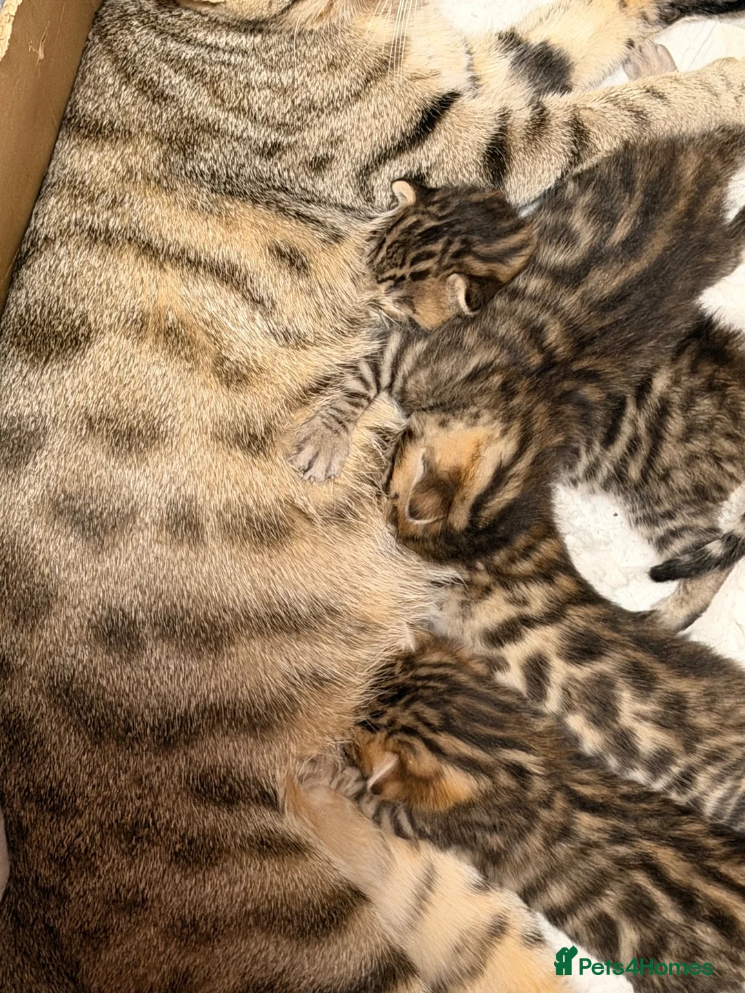 Bengal cats for sale: Beautiful bengal kittens 🐾🐾🐾 - Advert 2