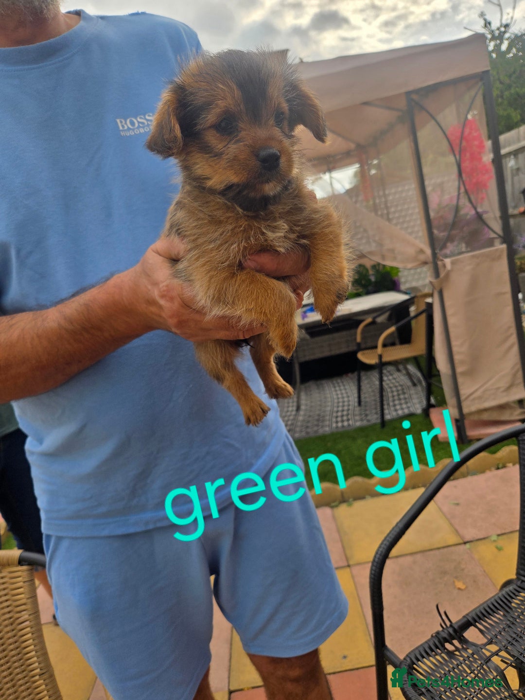 Shorkie dogs for sale: Shorkie puppys - Image 4