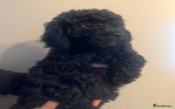 Cockapoo dogs for sale: Beautiful cockapoo puppies  - Image 2
