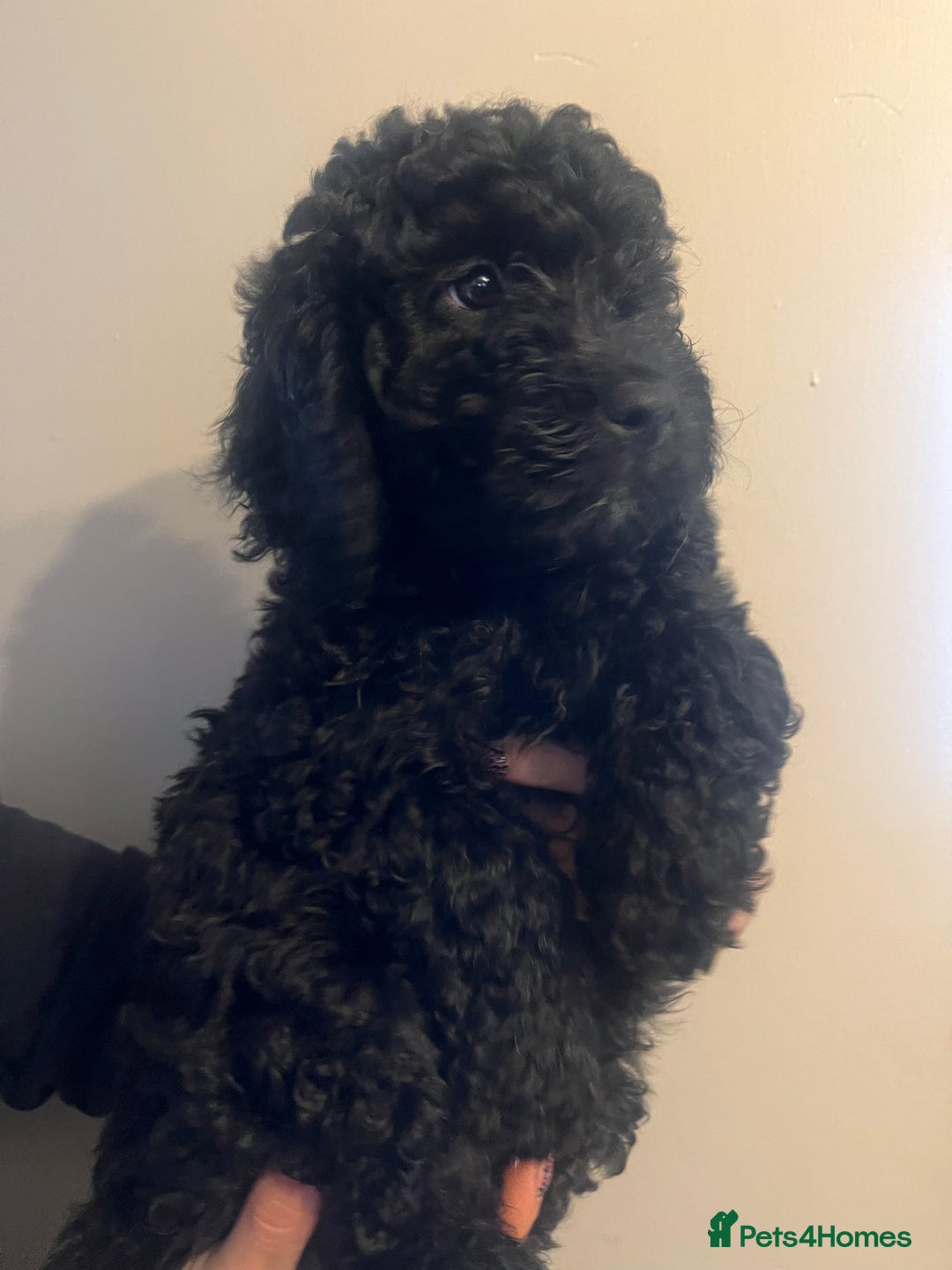Cockapoo dogs for sale: Beautiful cockapoo puppies  - Image 2