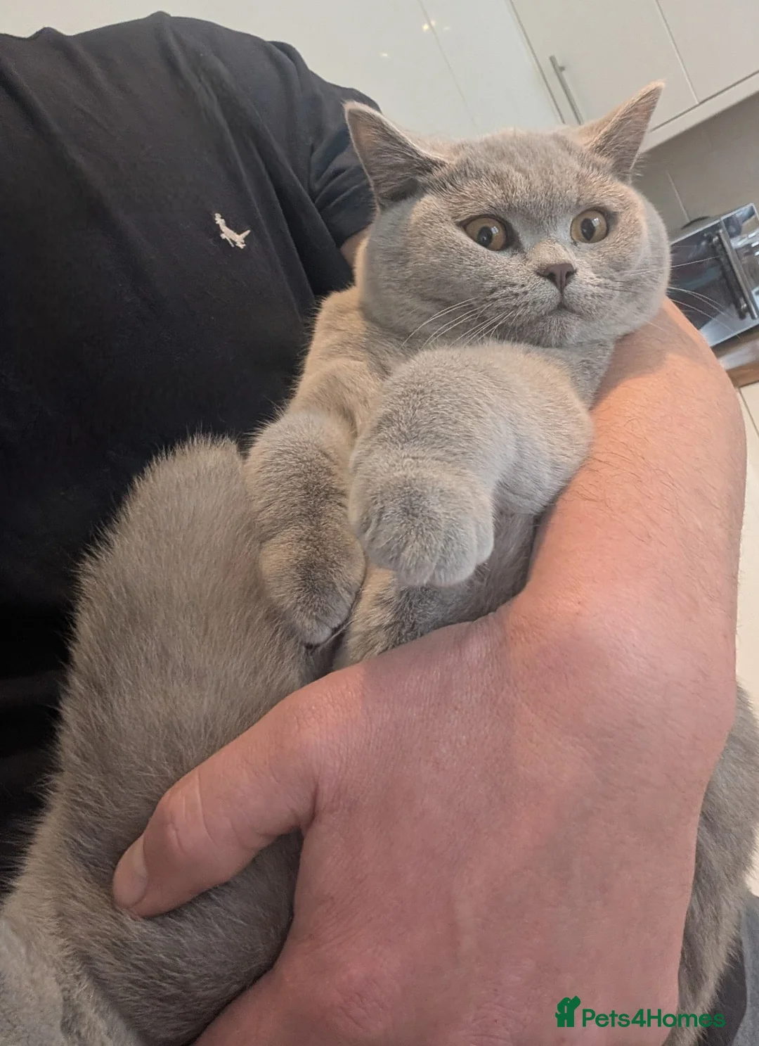 British Shorthair cats for sale: 2 x British shorthair queens mother and daughter  in Gravesend - Advert 2