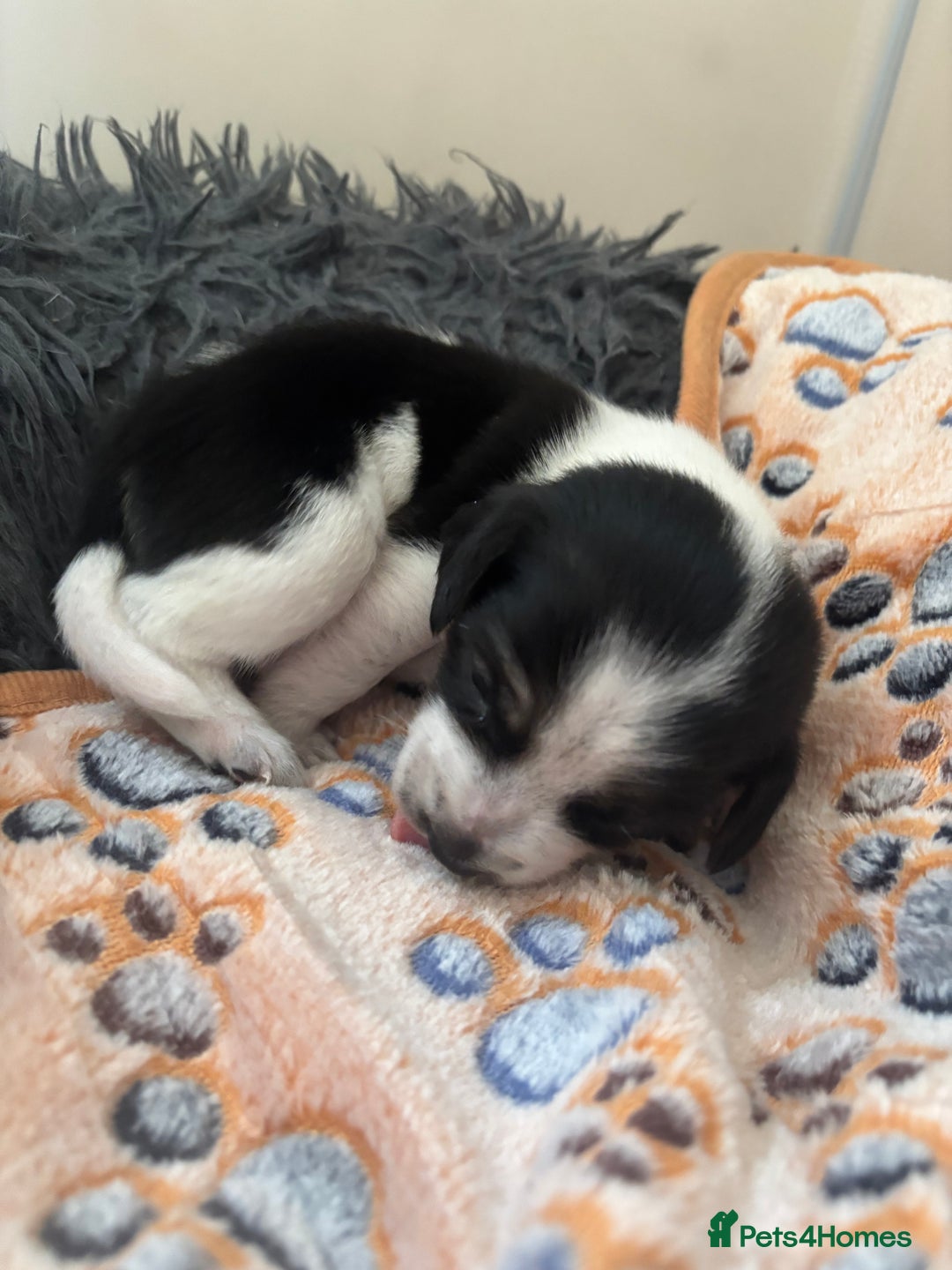 Mixed Breed dogs for sale: Unique mixed breed - Image 16