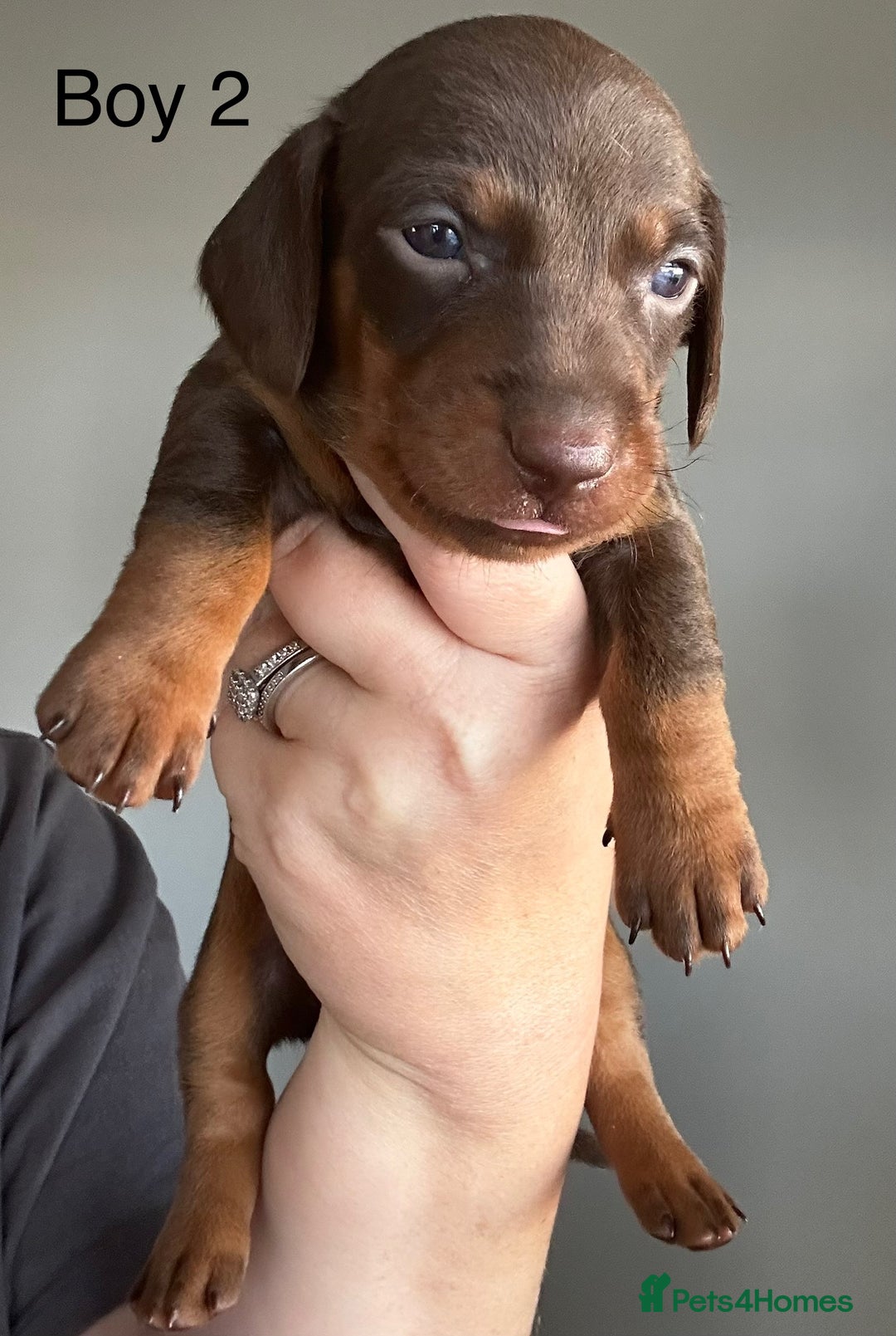 Miniature Dachshund dogs for sale: Miniature Dachshunds  - Image 3