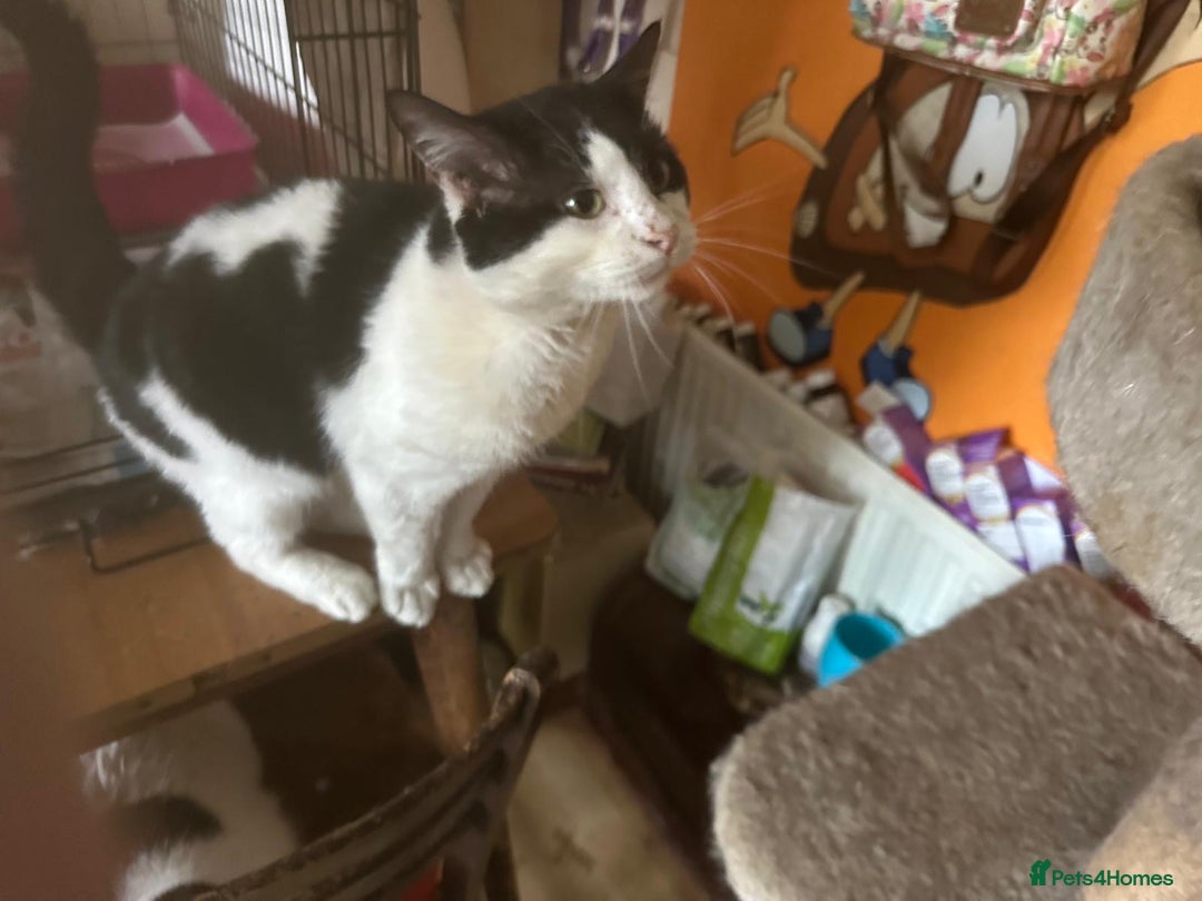 Mixed Breed cats for adoption: Dylan - Advert 2