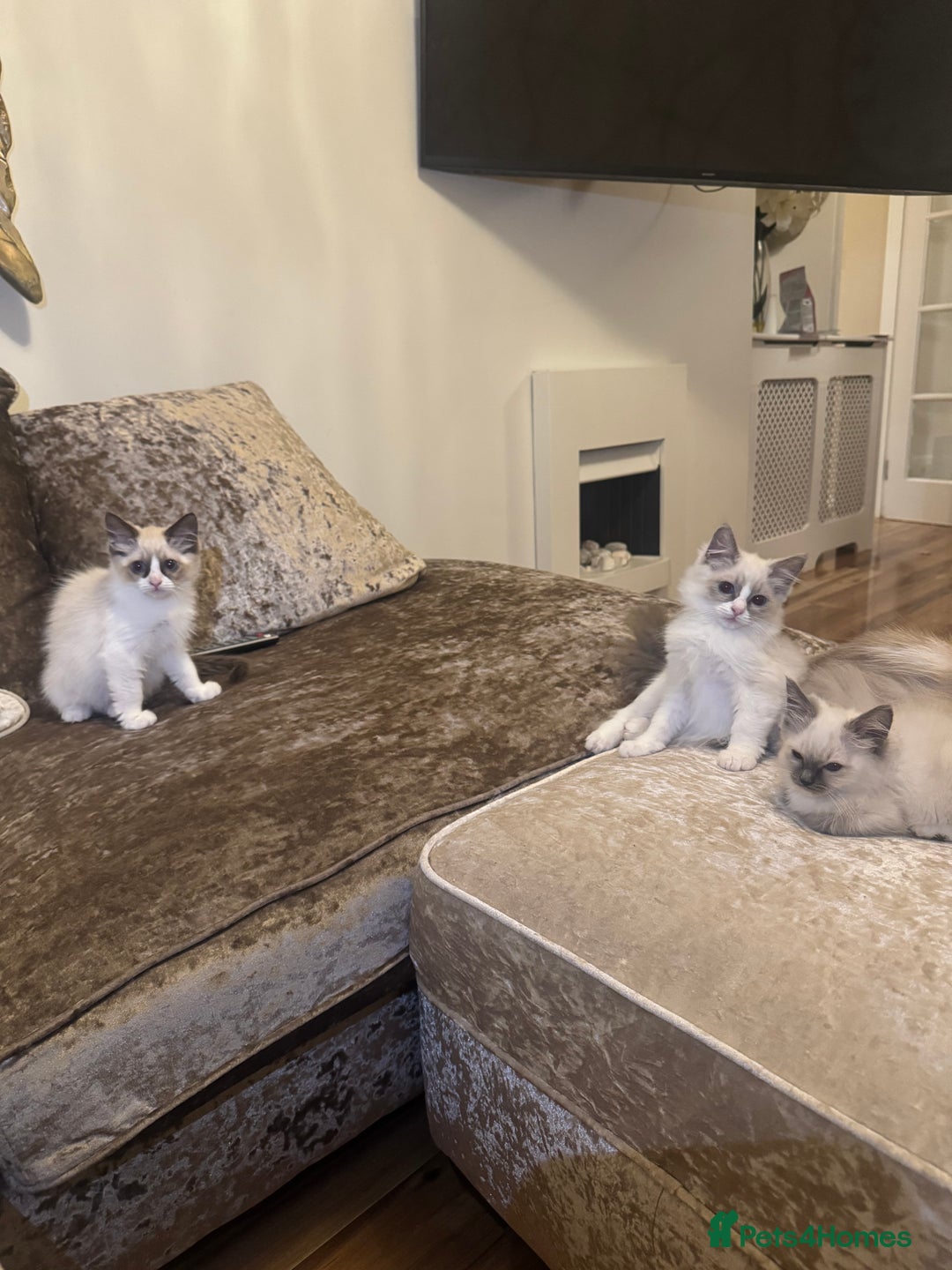 Ragdoll cats for sale: GCCF ragdoll kittens  - Image 6