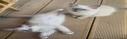 Birman cats for sale: Strong healthy Birman babies available  in Peacehaven - Advert 10