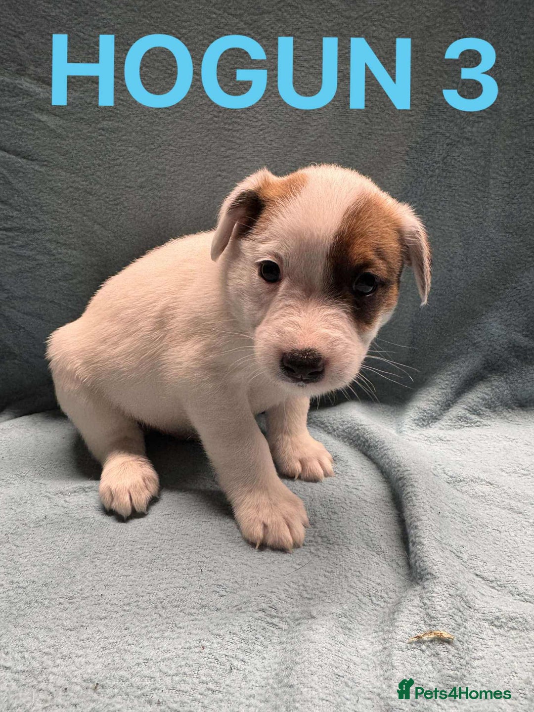 Mixed Breed dogs for sale: Collie x jack Russell  - Advert 5