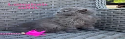 British Longhair cats for sale: GCCF Blue British Long Hair Kittens  - Advert 5
