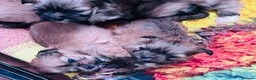 Lhasa Apso dogs for sale: 8 Lhasa Apso Puppies  in Louth - Advert 3