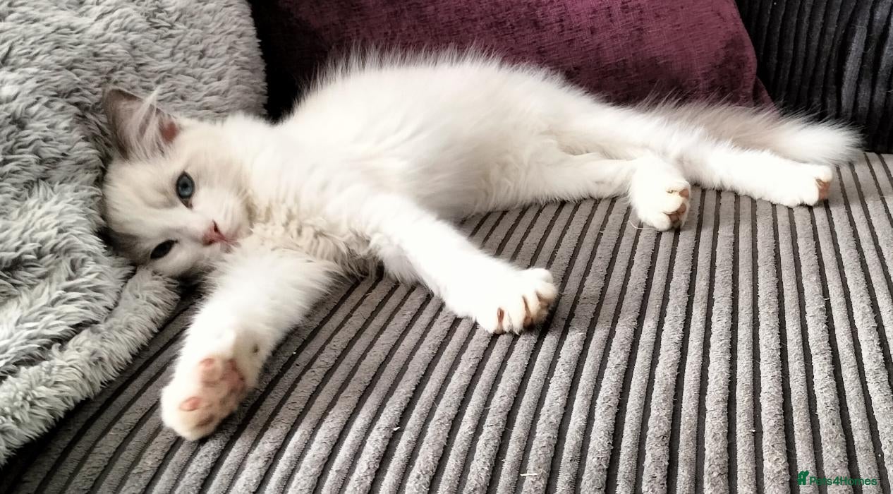 Ragdoll cats Two pedigree ragdolls Ready now !!  - Advert 3