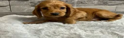Cocker Spaniel dogs for sale: Show cocker spaniel puppies  - Advert 6