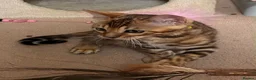 Bengal cats for sale: Male Bengal Kittens for sale - Advert 24