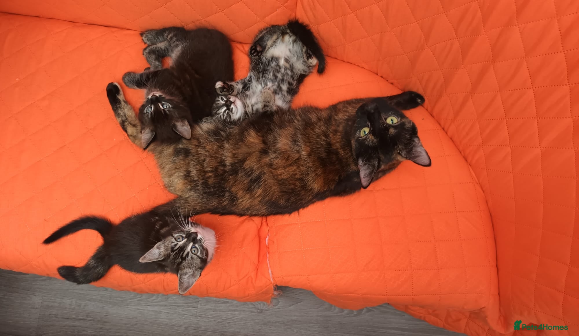 Mixed Breed cats Adorable and happy kittens - Advert 1