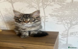 Maine Coon cats for sale:  Two Beautiful Maine Coon Cross Cats for Sale  - Image 5
