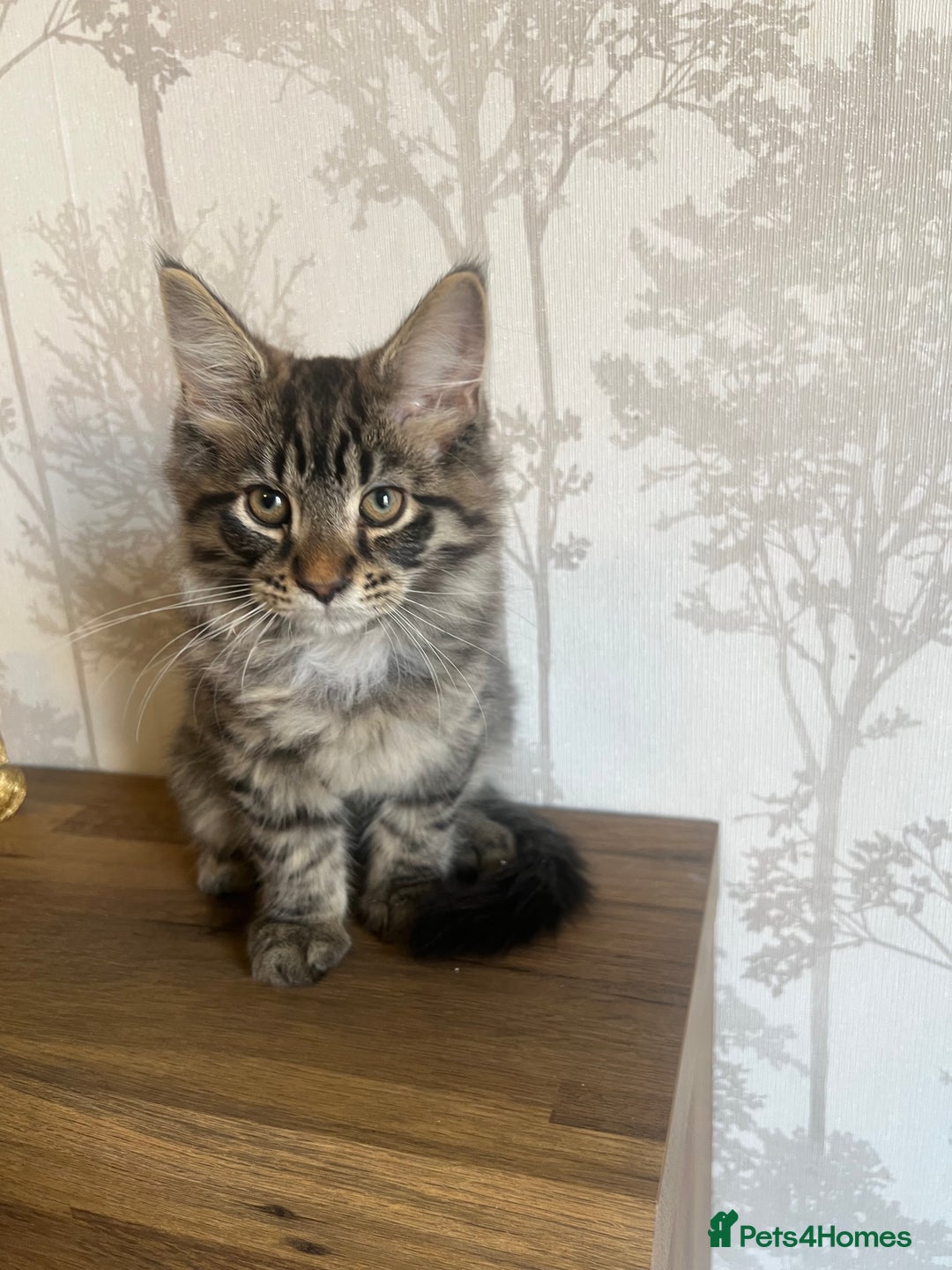 Maine Coon cats for sale:  Two Beautiful Maine Coon Cross Cats for Sale  - Image 5