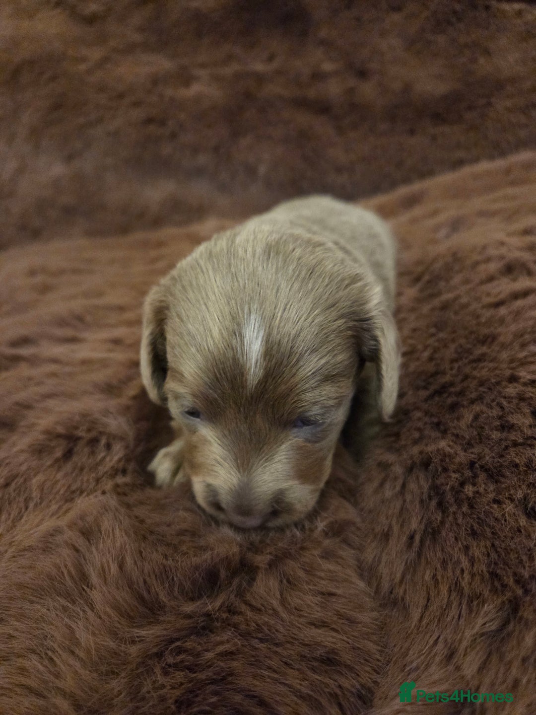 Miniature Dachshund dogs for sale: Longhaired minature dachshunds  - Advert 7