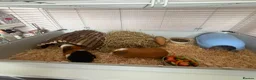 Guinea Pig rodents for sale: Male Guinea Pigs in Gravesend - Advert 10