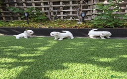 Bichon Frise dogs for sale: Bichon  - Image 9